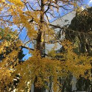 Un ginko femelle