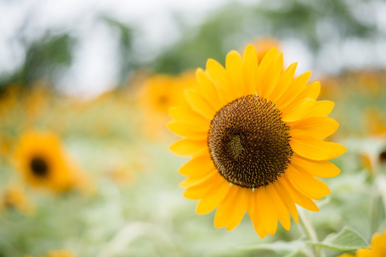 Tournesol dans un champ