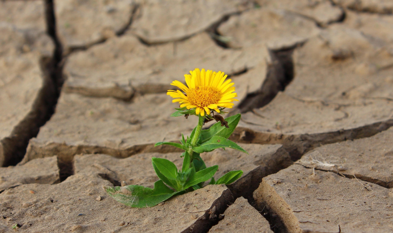 Resilienz Eine gelbe Blume wächst aus dürrer, zerrissener Erde.